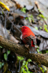 Carpodacus sipahi