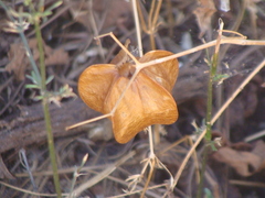 Physalis nicandroides