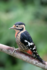 Dryobates cathpharius