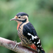 Necklaced Woodpecker - Photo (c) Kelvin Joshua Che, some rights reserved (CC BY-NC), uploaded by Kelvin Joshua Che