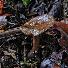 Lactifluus gerardii