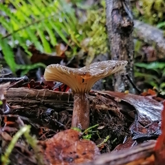 Lactifluus gerardii