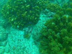 Stegastes flavilatus