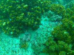 Stegastes flavilatus