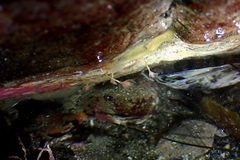 Ectopleura