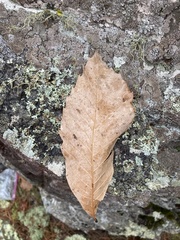 Castanea ozarkensis