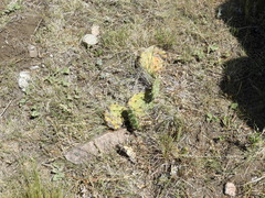 Opuntia penicilligera