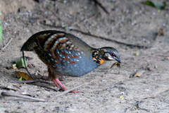 Arborophila rufogularis