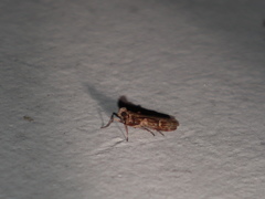 Conobathra hemichlaena