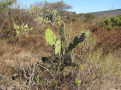 Opuntia jaliscana
