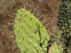 Opuntia jaliscana