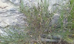 Cytisus scoparius