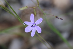 Agrostocrinum hirsutum