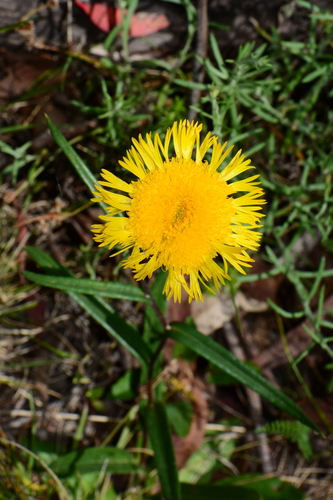 Podolepis decipiens Jeanes