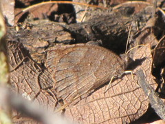 Pindis squamistriga