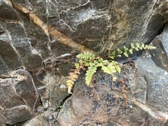 Asplenium bradleyi image