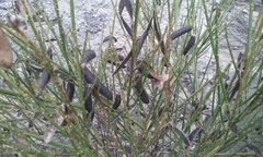 Cytisus scoparius
