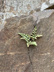 Asplenium bradleyi