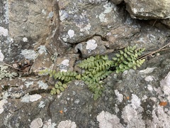 Asplenium bradleyi
