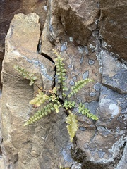 Asplenium bradleyi