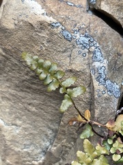Asplenium bradleyi