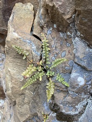 Asplenium bradleyi