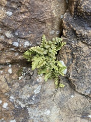 Asplenium bradleyi