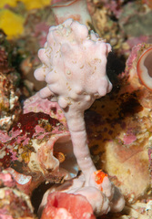 Halisarca australiensis