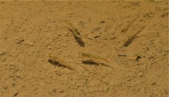 Cnesterodon decemmaculatus