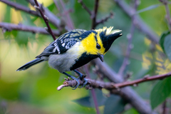 Machlolophus spilonotus