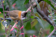 Yuhina flavicollis