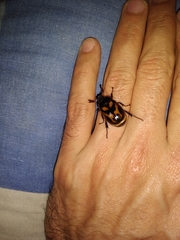 Oryctomorphus bimaculatus