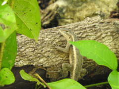 Sceloporus teapensis