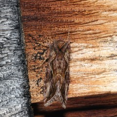 Autographa rubidus