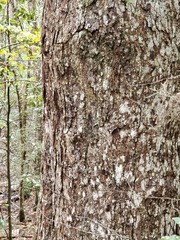 Quercus austrina