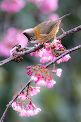 Yuhina flavicollis