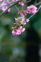 Yuhina flavicollis
