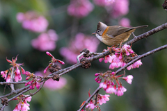 Yuhina flavicollis