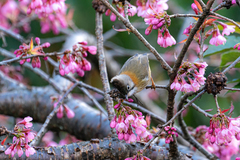 Yuhina flavicollis