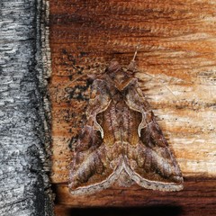 Autographa rubidus