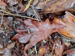 Quercus austrina