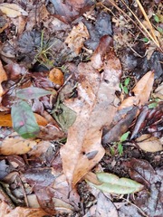 Quercus austrina