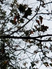 Quercus austrina