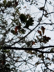 Quercus austrina