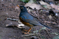 Turdus dissimilis