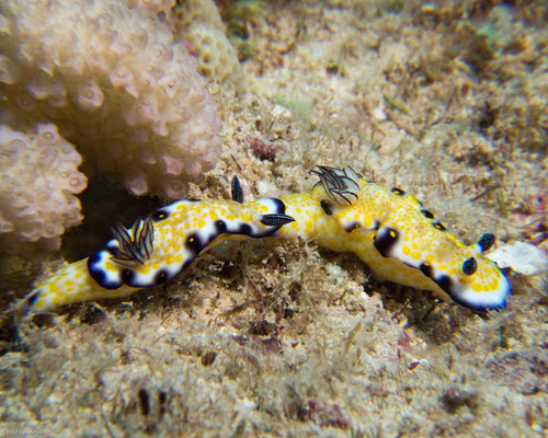Imperial Nudibranch
