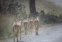 Aepyceros melampus