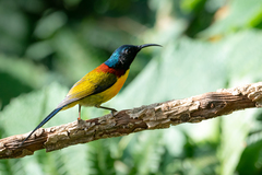 Aethopyga nipalensis