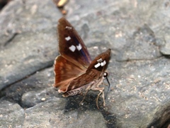 Polygonus leo arizonensis