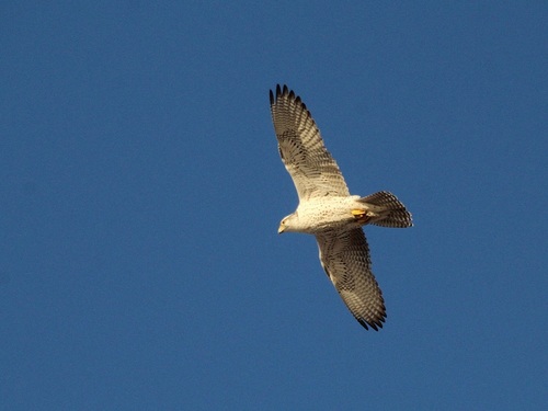 Halcón gerifalte (Falco rusticolus)